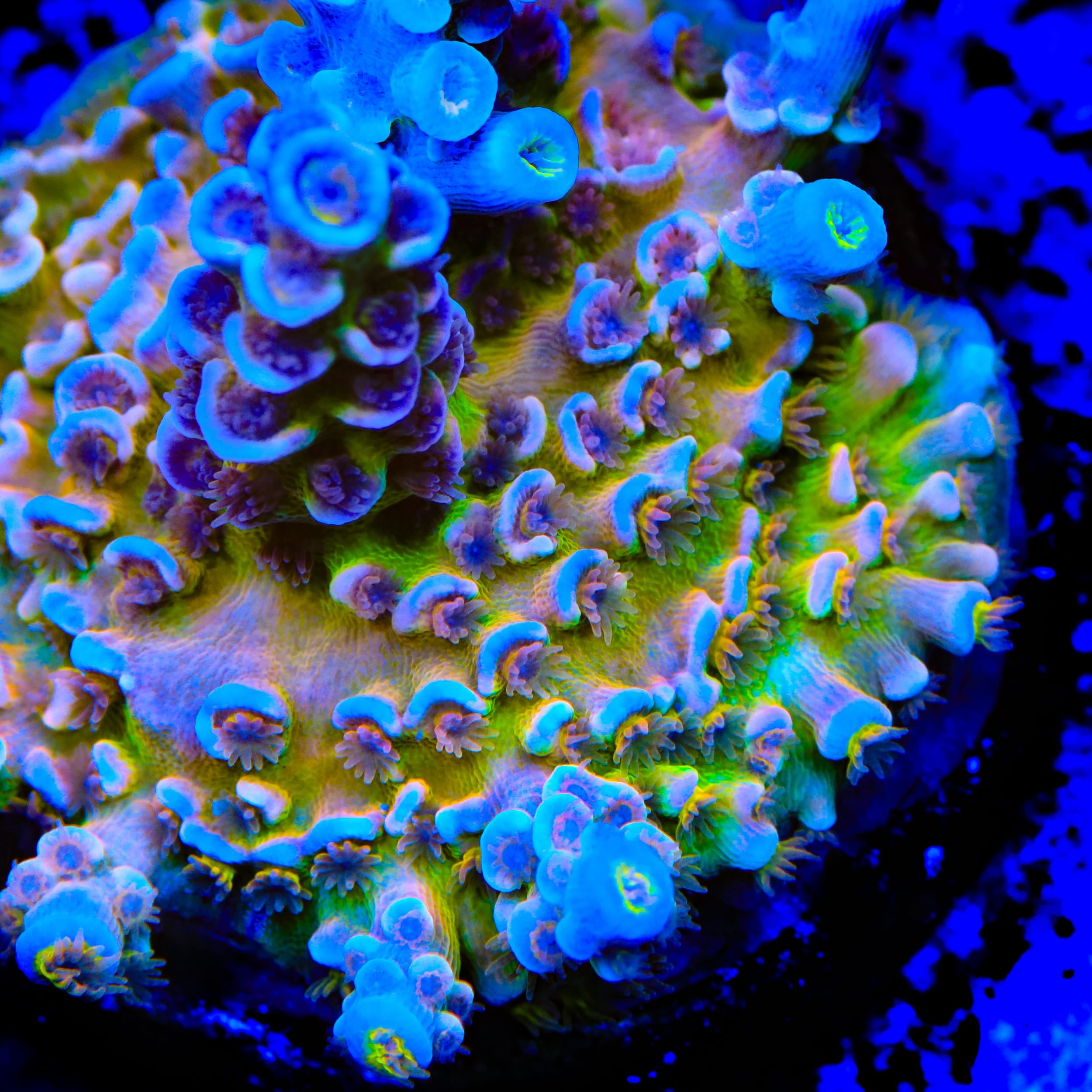 RRC Angry Birds Acropora Coral
