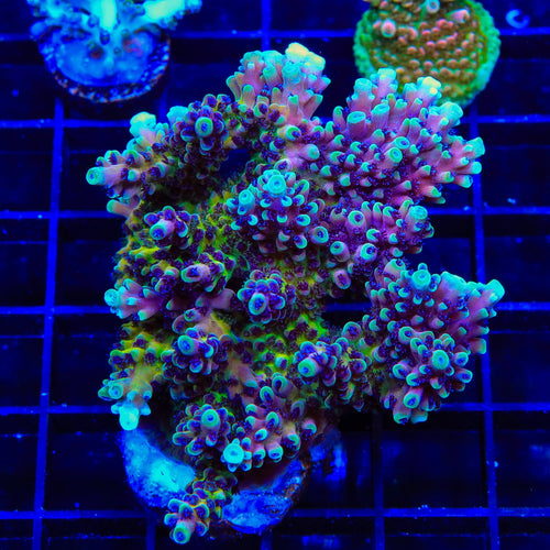 RRC Pink Cadillac Acropora Colony Coral
