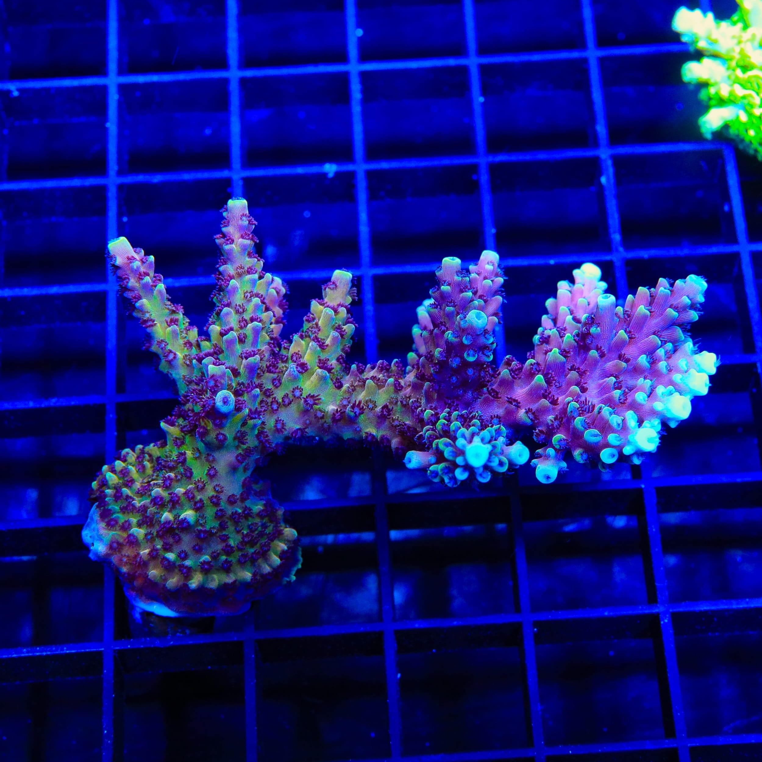 RRC Pink Cadillac Acropora Colony Coral