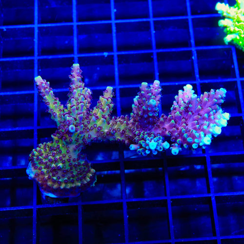 RRC Pink Cadillac Acropora Colony Coral