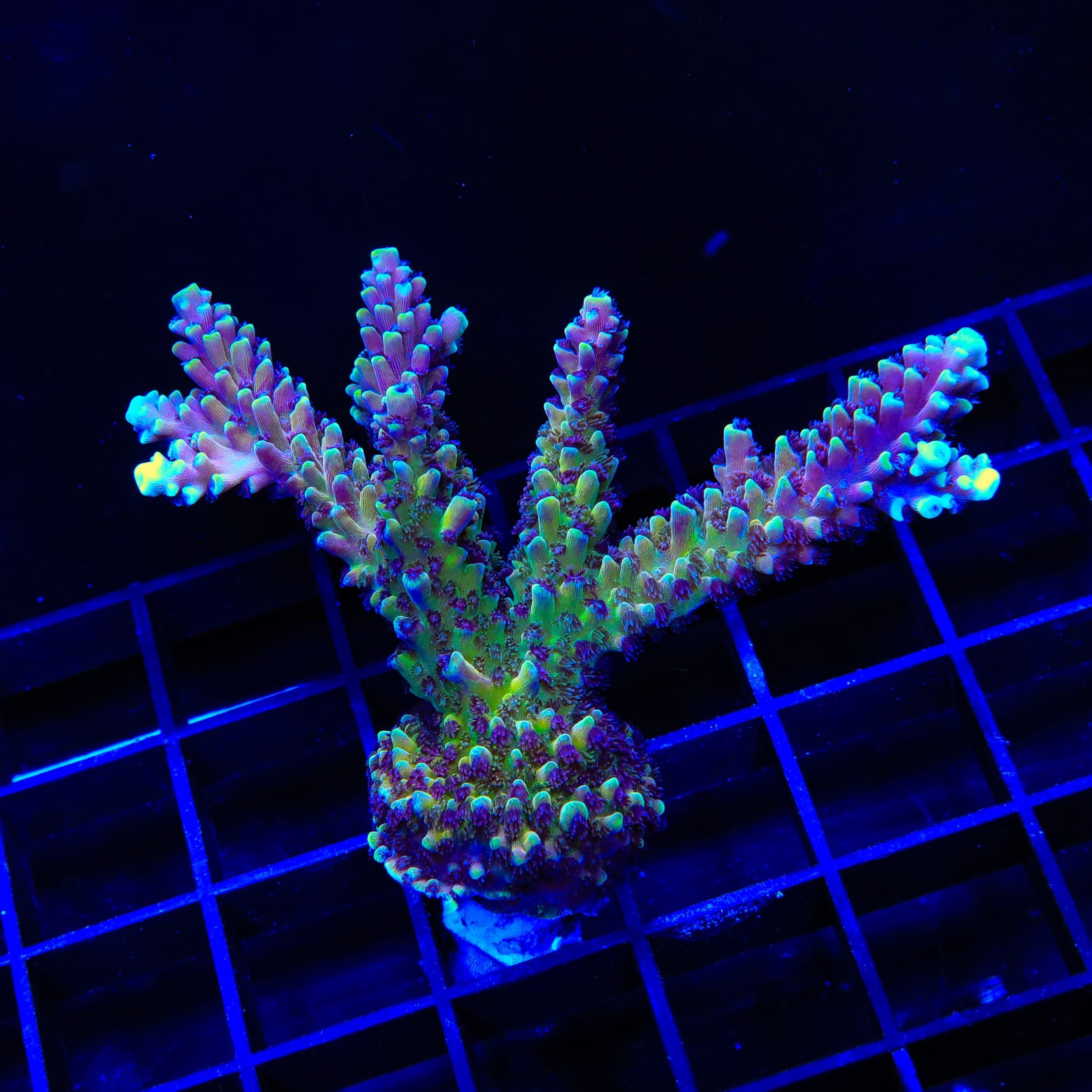 RRC Pink Cadillac Acropora Colony Coral