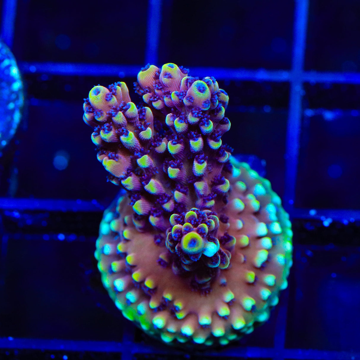 RRC Pink Cadillac Acropora Coral