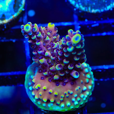RRC Pink Cadillac Acropora Coral