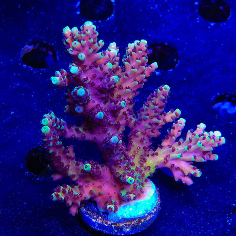 RRC Pink Cadillac Acropora Coral