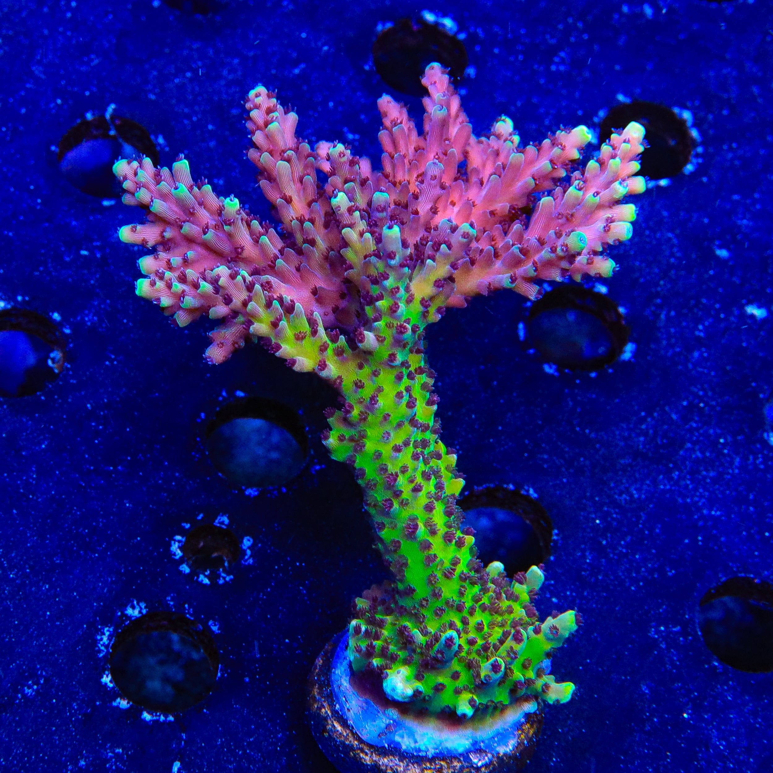 RRC Pink Cadillac Acropora Coral