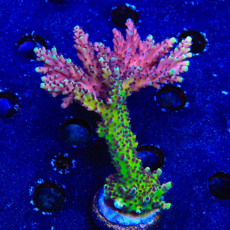 RRC Pink Cadillac Acropora Coral