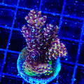 RRC Pink Cadillac Acropora XL Frag Coral