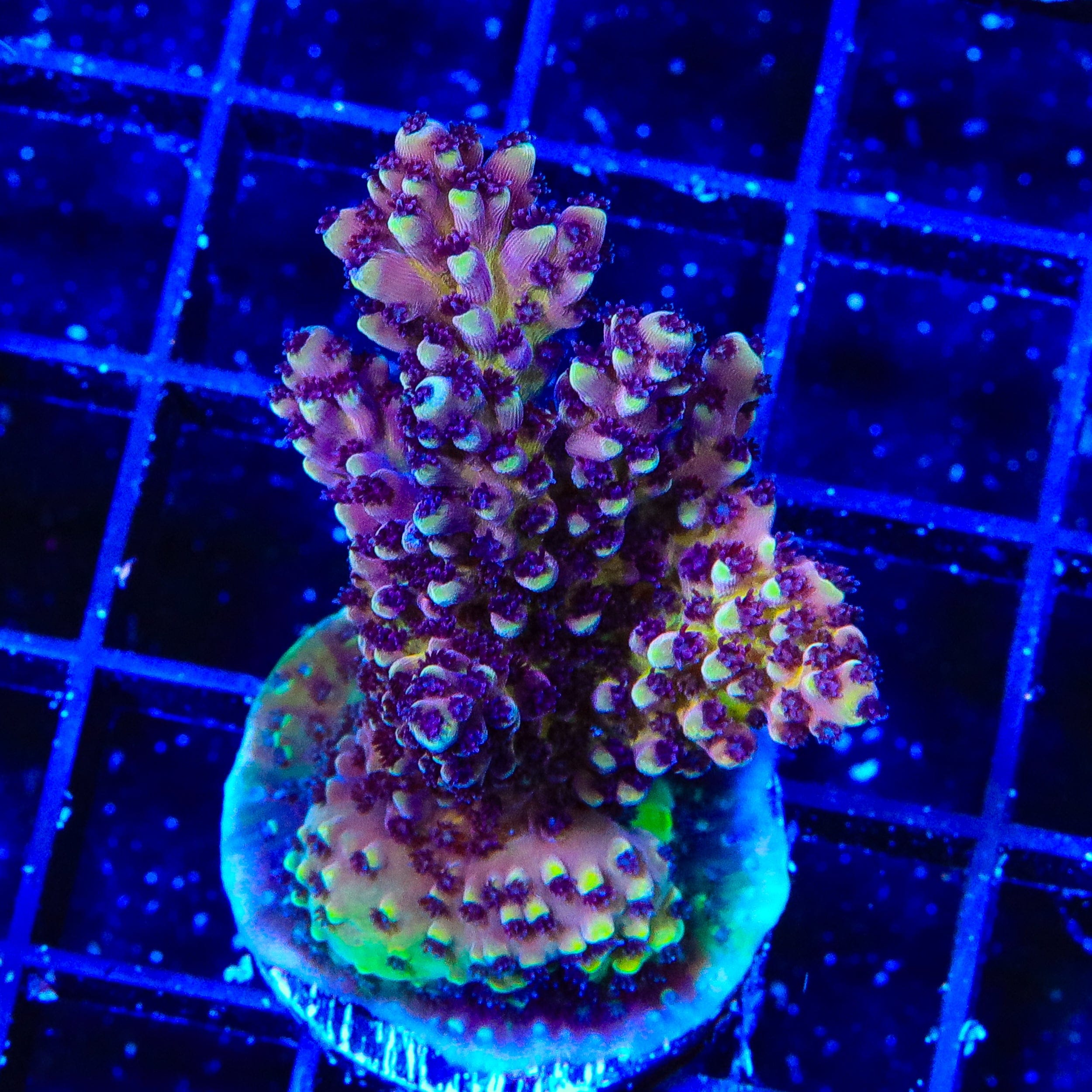 RRC Pink Cadillac Acropora XL Frag Coral