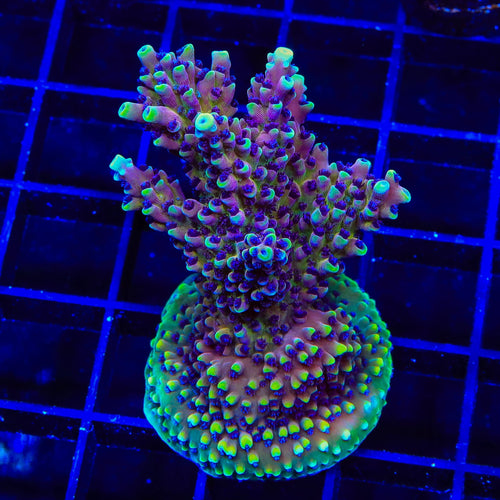 RRC Pink Cadillac Acropora XL Frag Coral