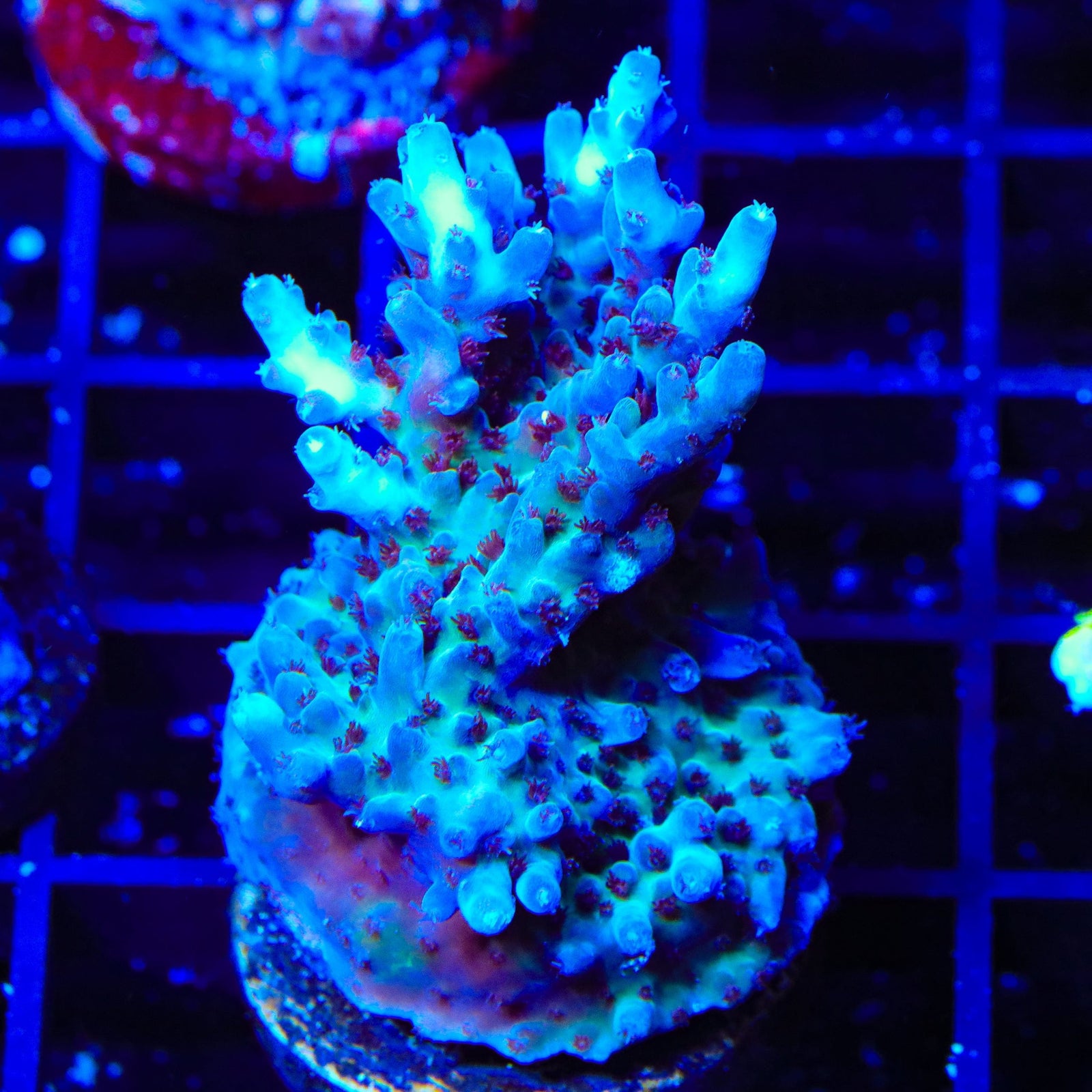 RRC Shazam Acropora Coral