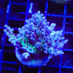 RRC Shazam Acropora XL Frag Coral
