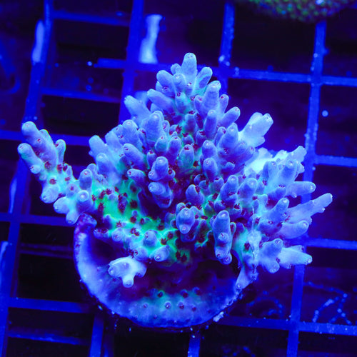 RRC Shazam Acropora XL Frag Coral