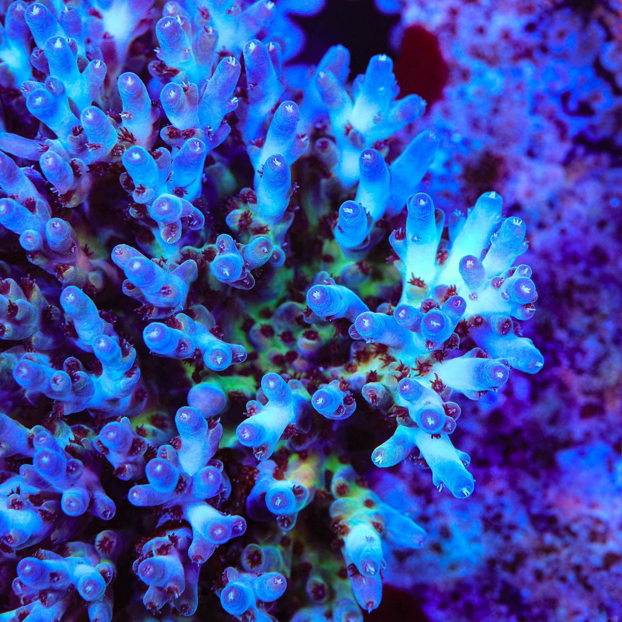RRC Shazam Acropora XL Frag Coral