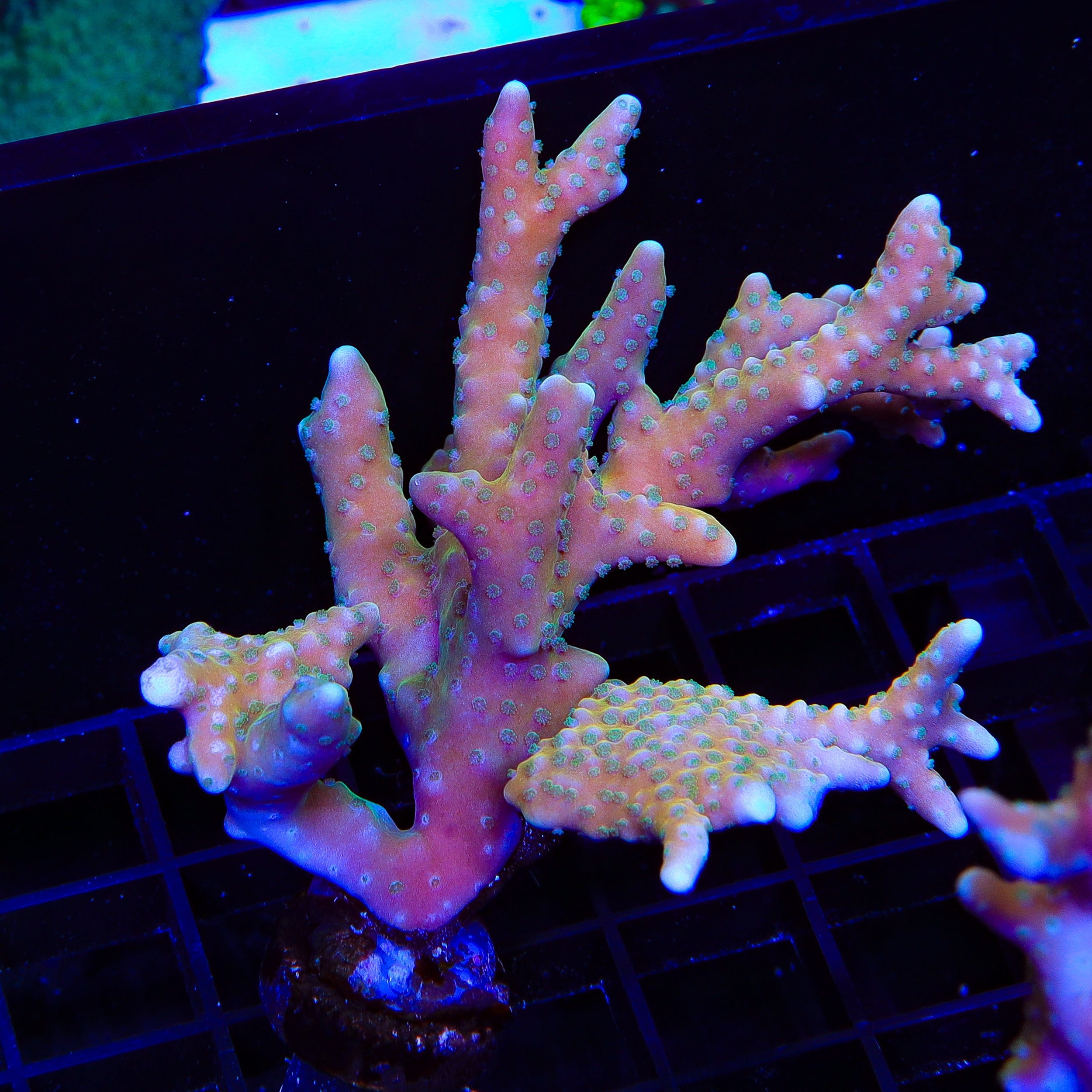 RRC Tropicana Anacropora Colony Coral