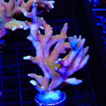 RRC Tropicana Anacropora Colony Coral