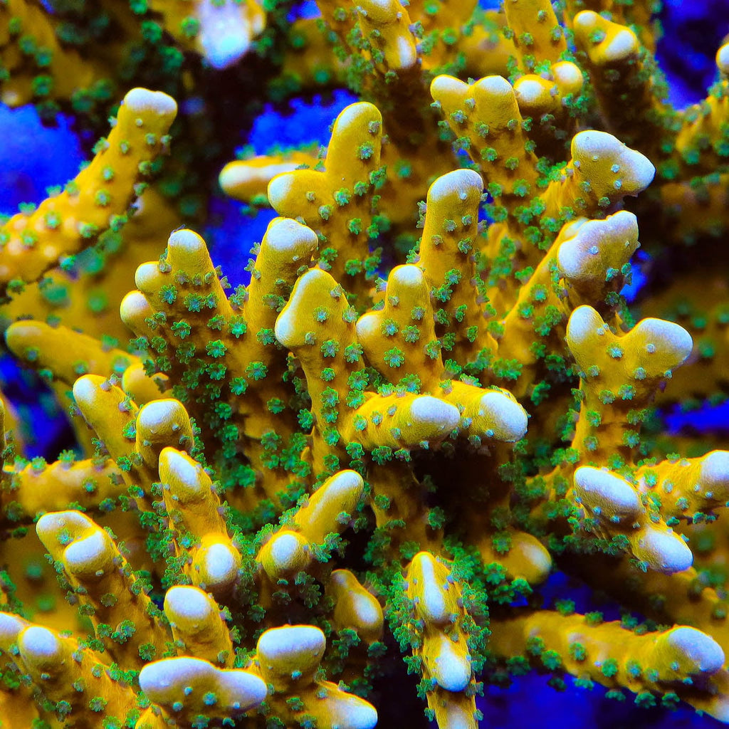 RRC Tropicana Anacropora Colony Coral
