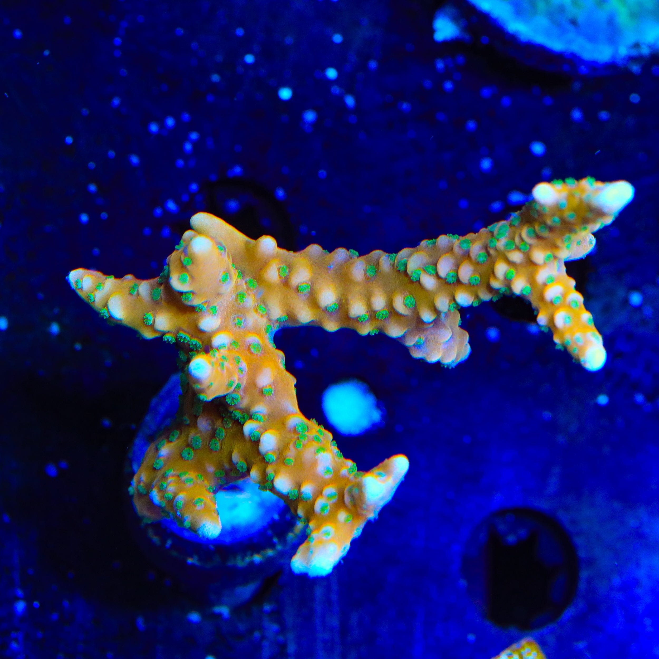 ラスト　T. ionantha ‘Orange' T'S TROPICALS RRC Tropicana Anacropora XL Frag Coral – Top Shelf Aquatics