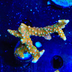 RRC Tropicana Anacropora XL Frag Coral