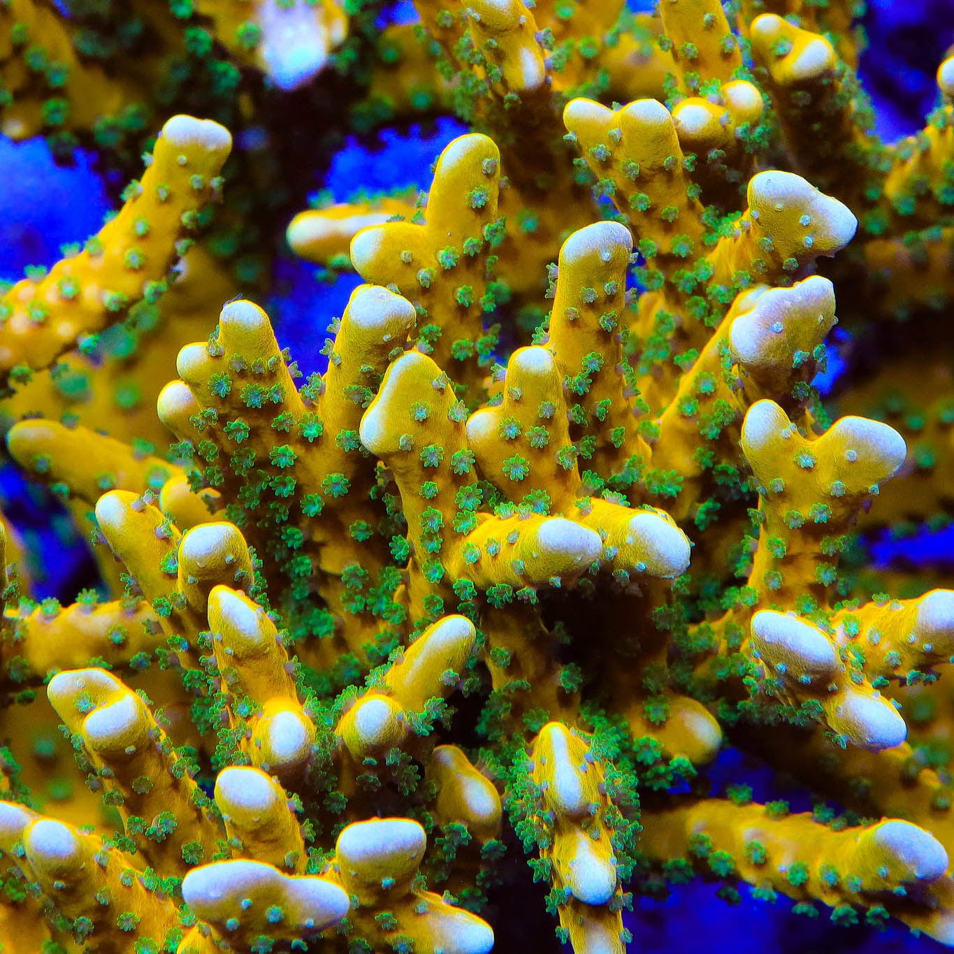 RRC Tropicana Anacropora XL Frag Coral – Top Shelf Aquatics