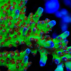 RRC Wonderland Acropora Coral