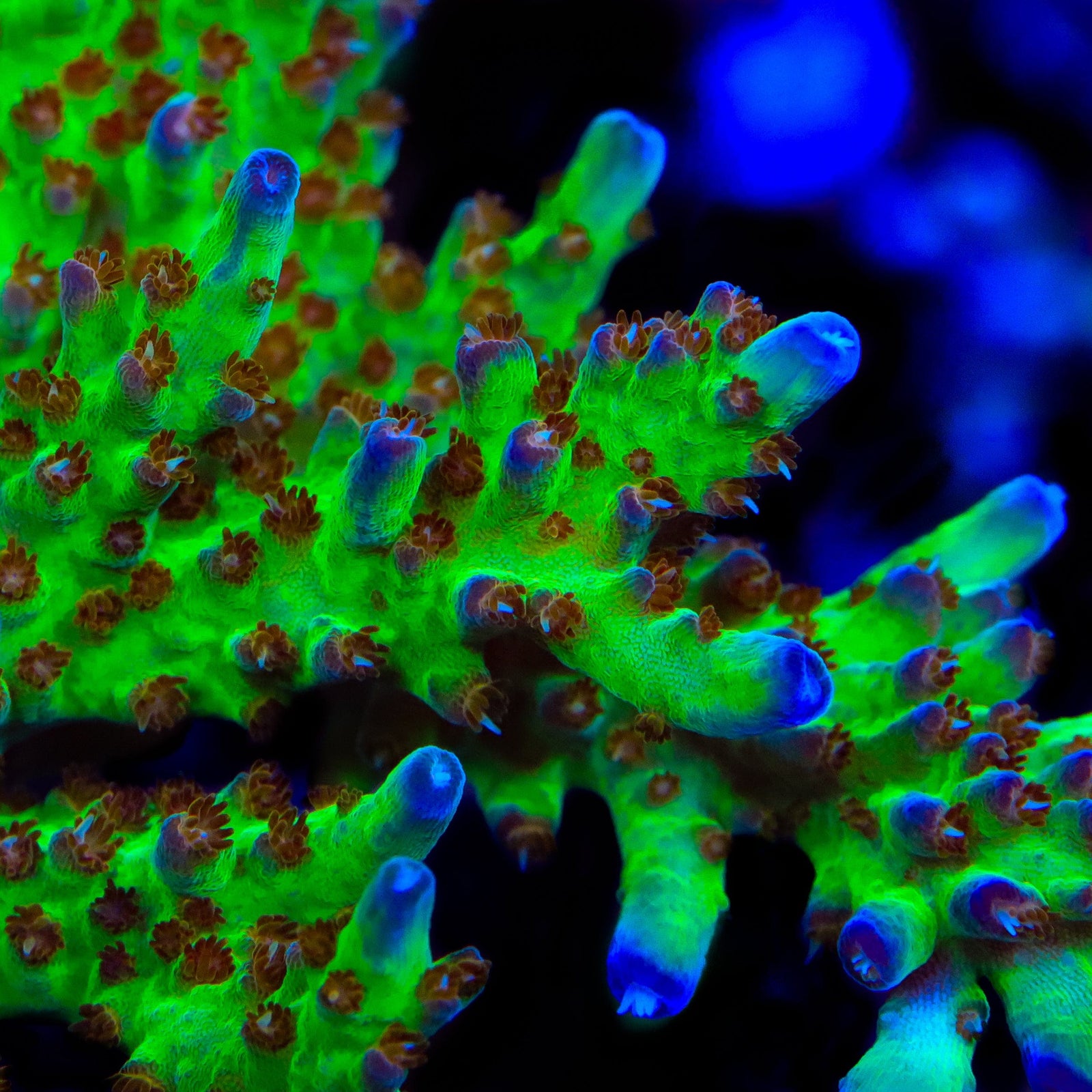RRC Wonderland Acropora Coral