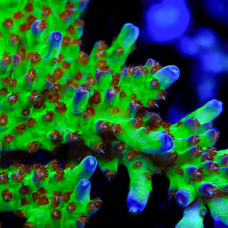 RRC Wonderland Acropora Coral