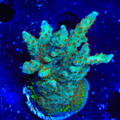 RRC Wonderland Acropora Coral