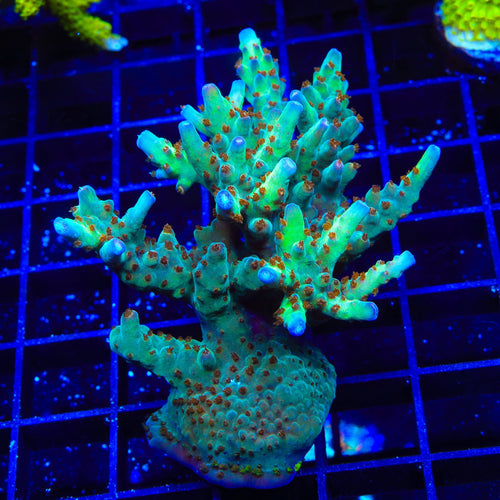 RRC Wonderland Acropora Coral