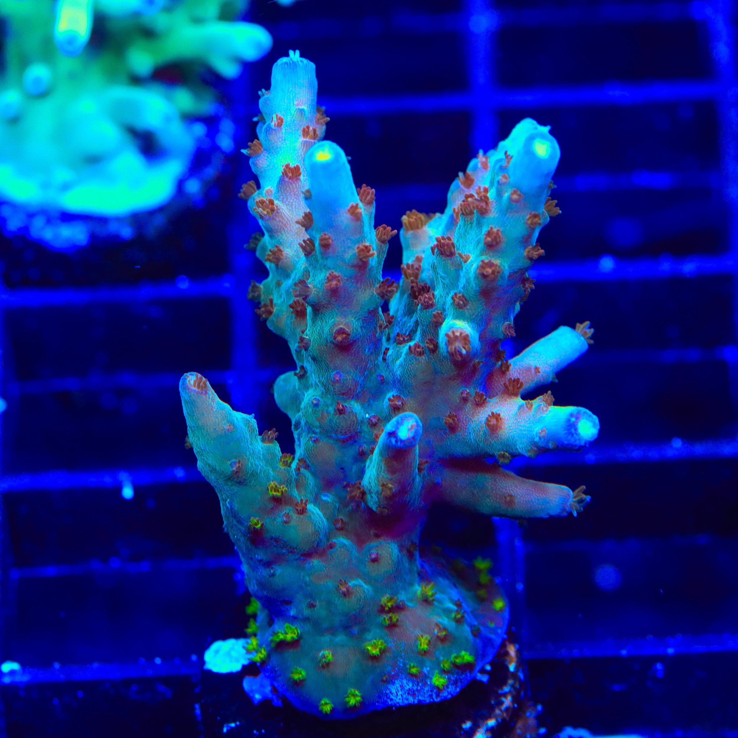 RRC Wonderland Acropora XL Frag Coral