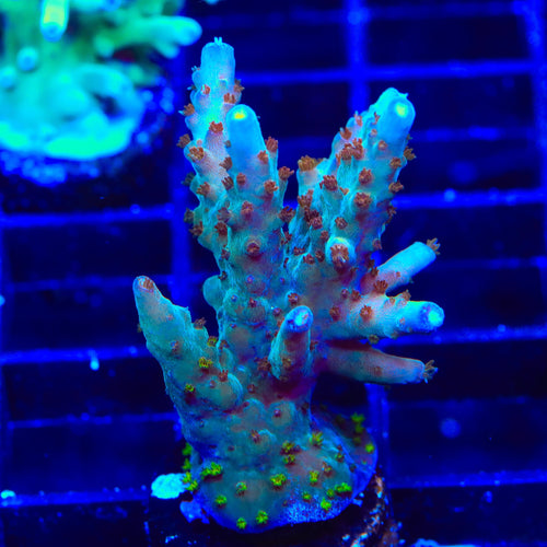 RRC Wonderland Acropora XL Frag Coral