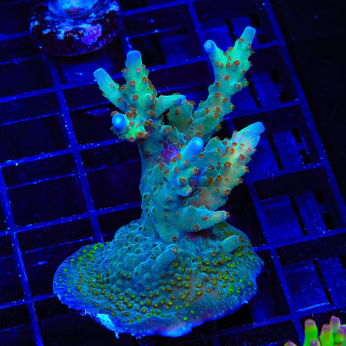 RRC Wonderland Acropora XL Frag Coral