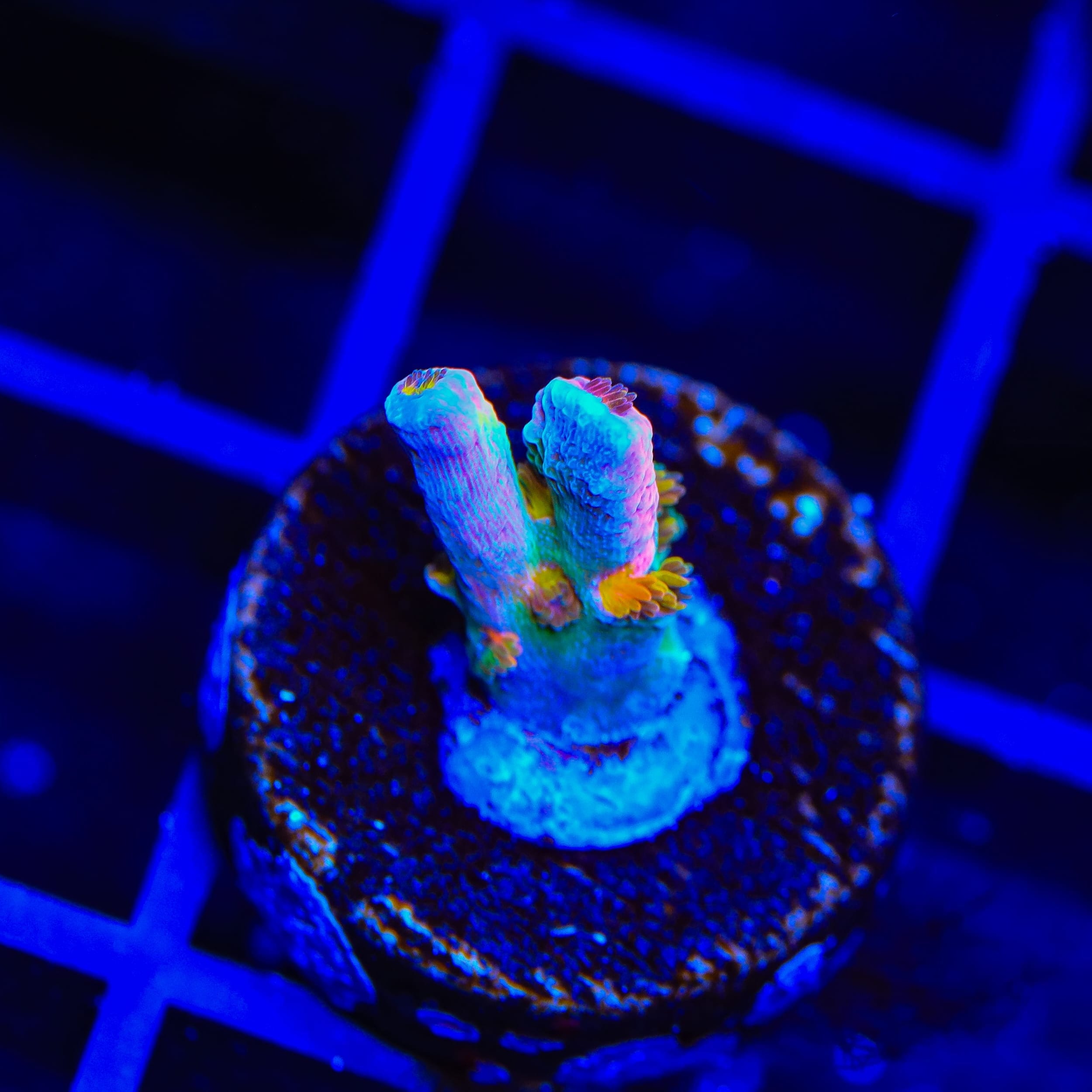 RRUSA Angry Birds Acropora Coral
