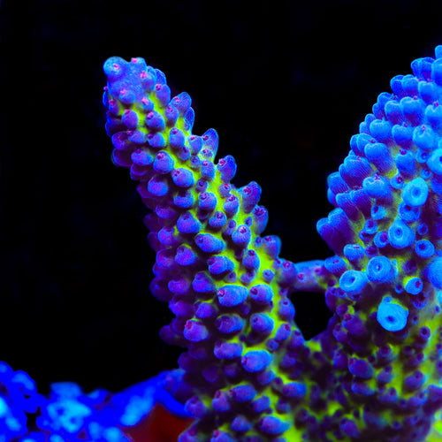 Sanjay's Red Photon Acropora Coral