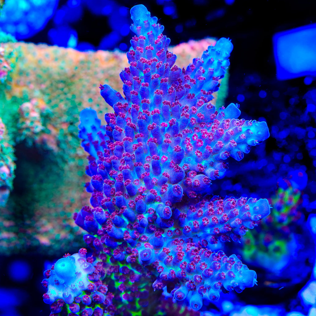 Sanjay's Red Photon Acropora Coral