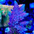 Sanjay's Red Photon Acropora Coral