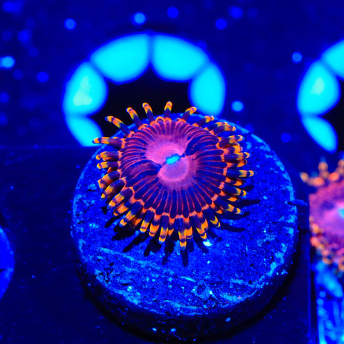 SBB Aphrodite Zoanthids Coral