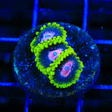 Scarlet Fever Zoanthids Coral