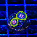 Scarlet Fever Zoanthids Coral