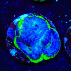Seaswirl Bowerbankii Coral