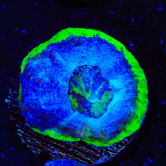 Seaswirl Bowerbankii Coral