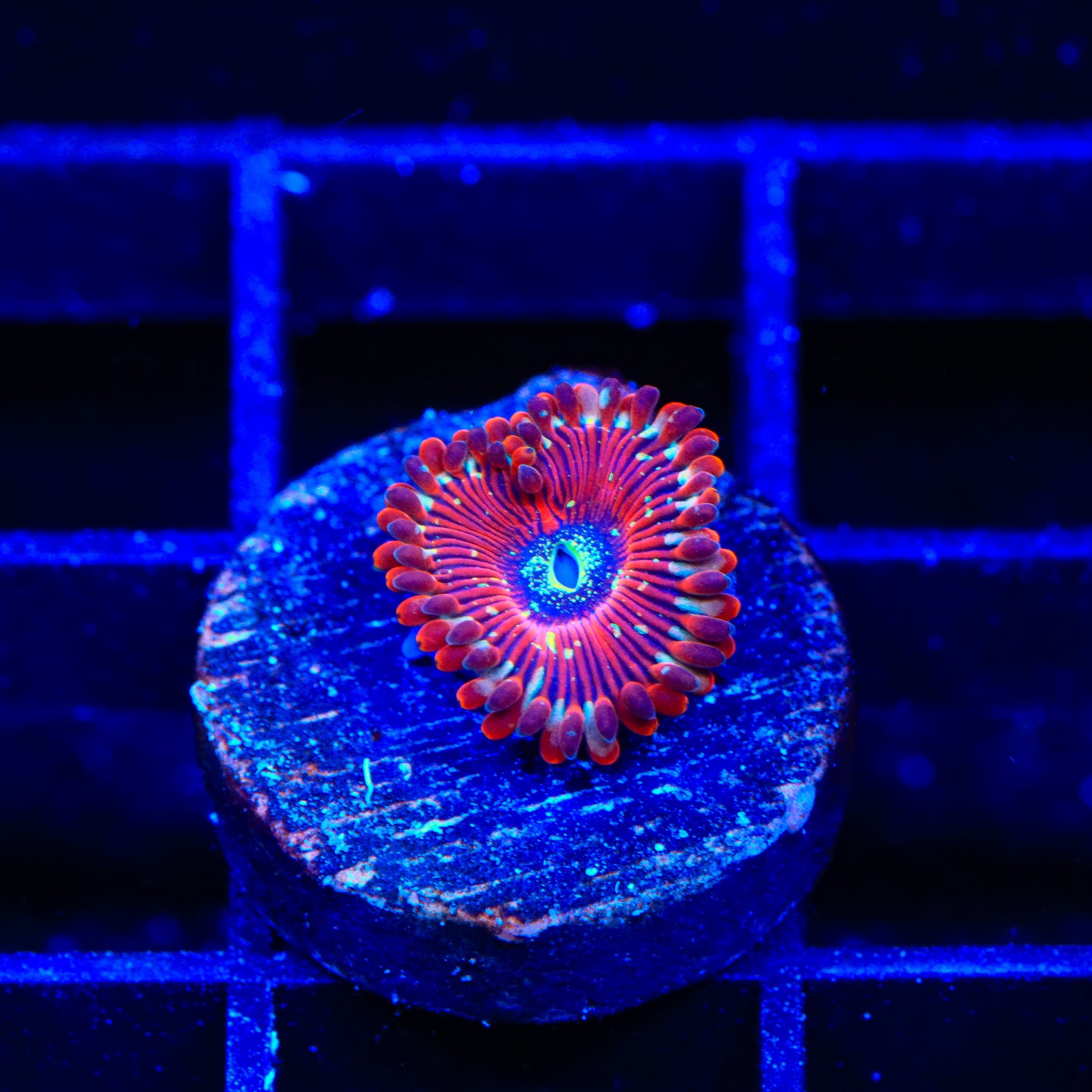 Seduction Zoanthids Coral