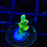 Sexy Corals Orange Passion Tenuis Acropora Coral