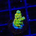 Sexy Corals Orange Passion Tenuis Acropora Coral