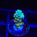 Sexy Corals Orange Passion Tenuis Acropora Coral