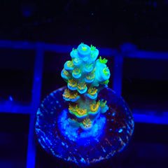 Sexy Corals Orange Passion Tenuis Acropora Coral