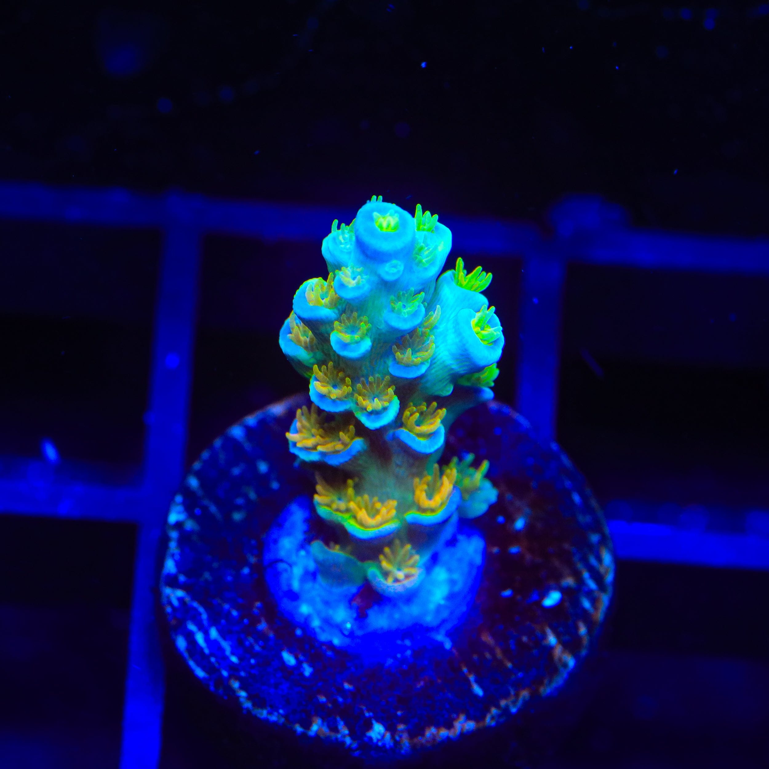 Sexy Corals Orange Passion Tenuis Acropora Coral