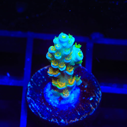 Sexy Corals Orange Passion Tenuis Acropora Coral