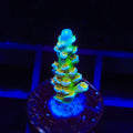 Sexy Corals Orange Passion Tenuis Acropora Coral