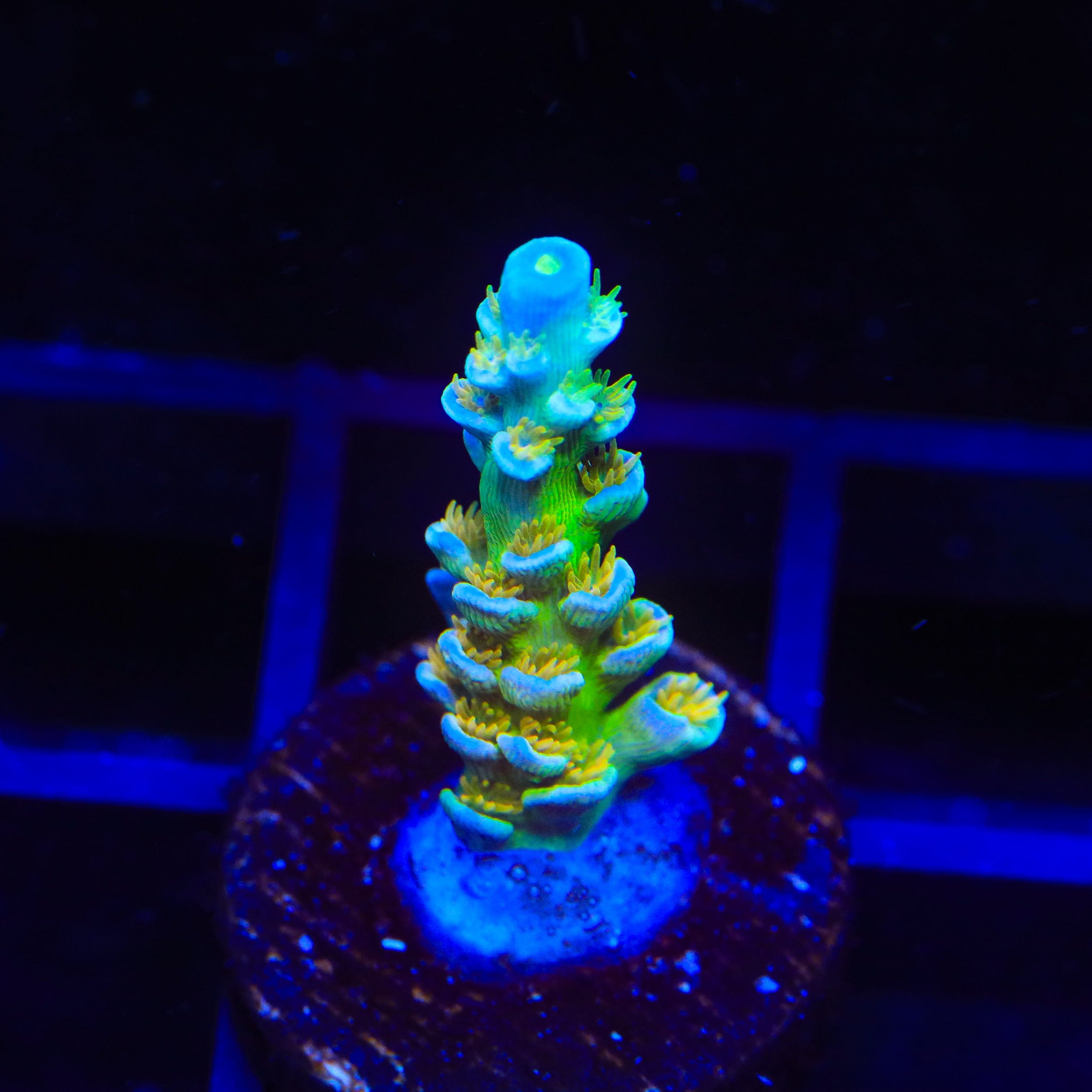 Sexy Corals Orange Passion Tenuis Acropora Coral