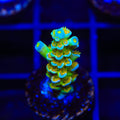 Sexy Corals Orange Passion Tenuis Acropora Coral